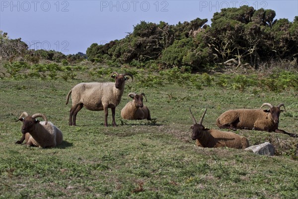 Manx Loaghtan sheep