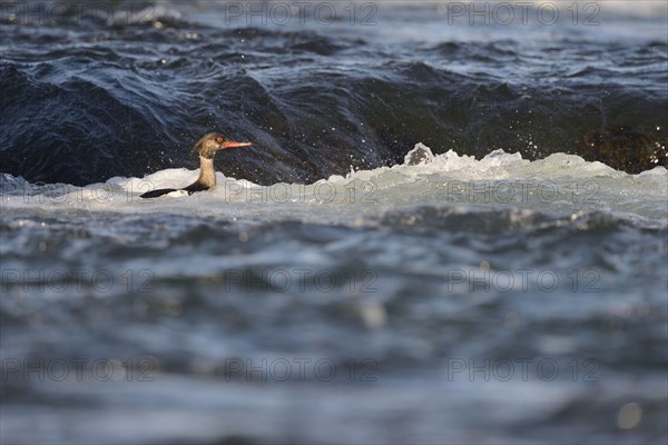 Red-breasted merganser