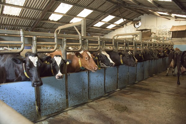 Dairy farming