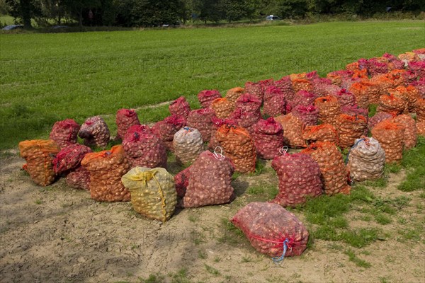 Daffodil bulbs in a field on Jersey Island