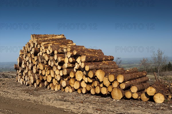 Cut coniferous wood