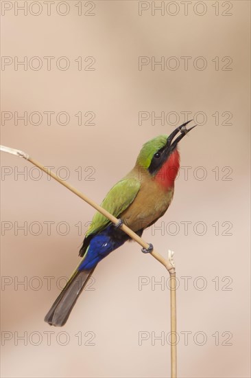 Red-throated bee-eater