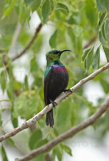 Mariqua Sunbird