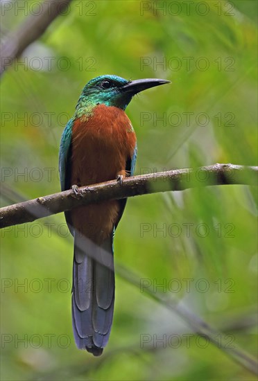 Great Jacamar