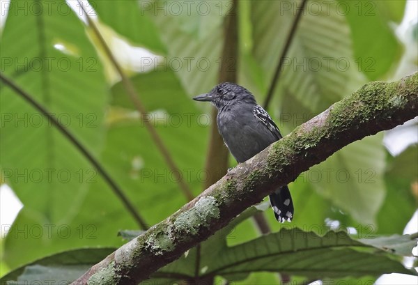 Black-crowned Antshrike