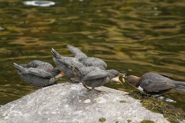 White-breasted dipper