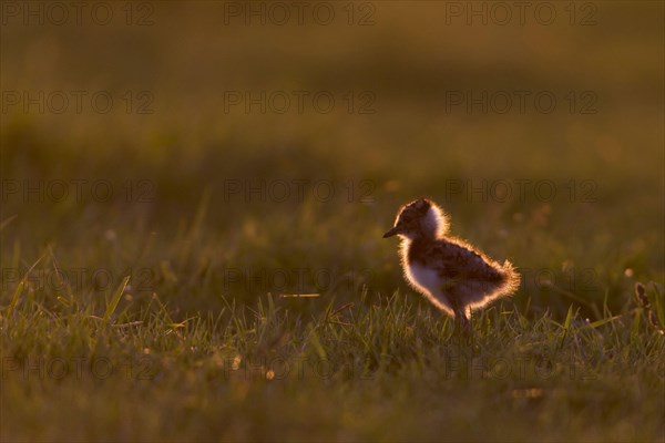 Northern Lapwing