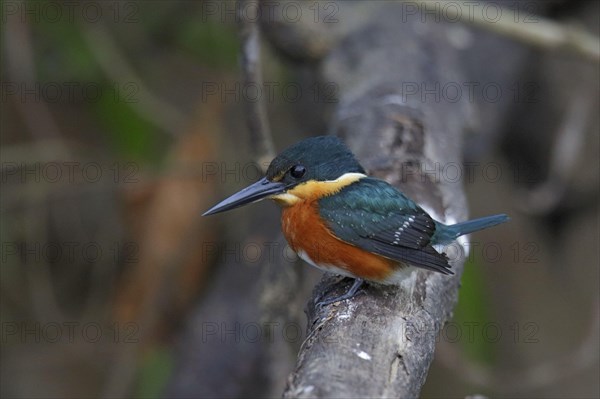 American pygmy kingfisher