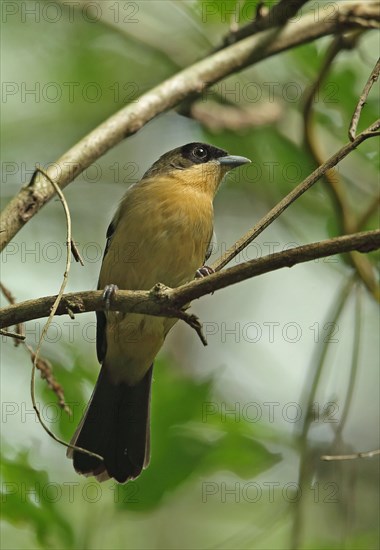 Black-eyed tanager