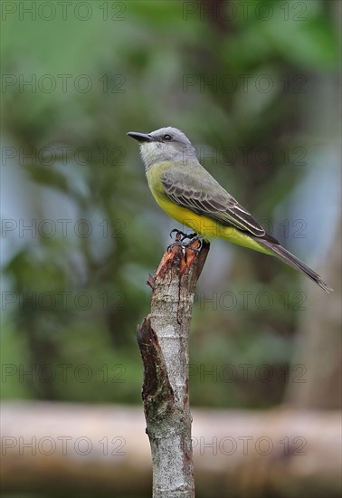 Tropical kingbird