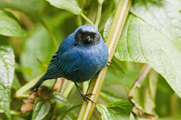 Masked Flowerhookbill