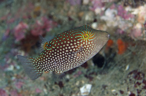 Net-spotted pufferfish