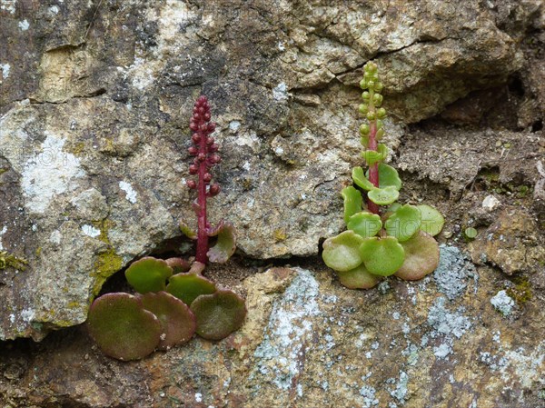 Navelwort