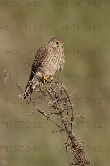 Lesser Kestrel