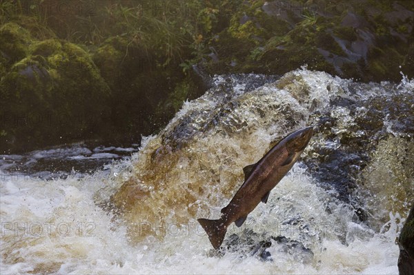 Atlantic salmon