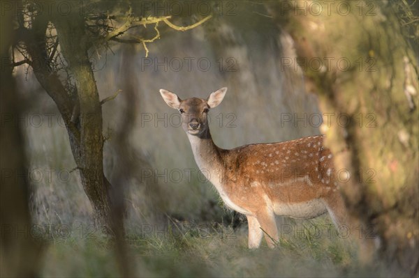 Fallow Deer