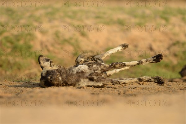 African Wild Dog