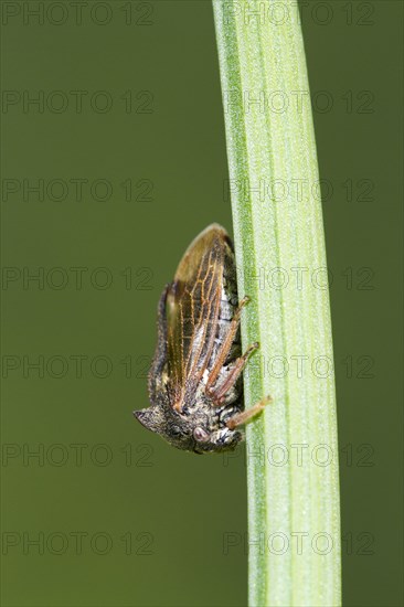 Horned Treehopper