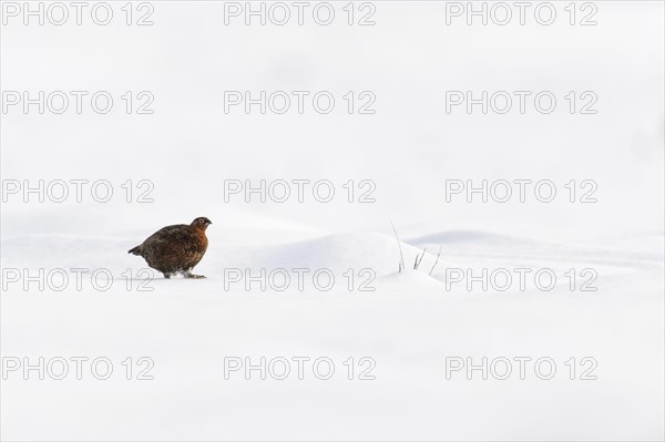 Scottish Grouse