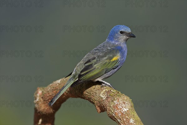 Golden-chevroned Tanager