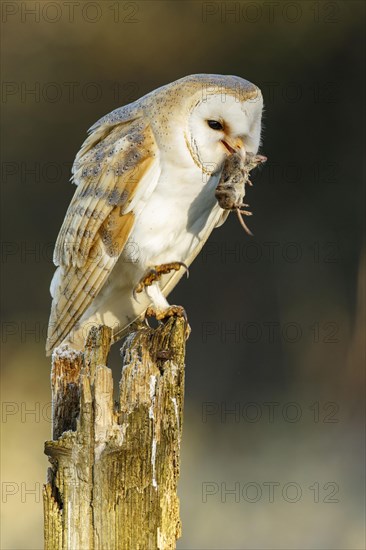 Barn Owl