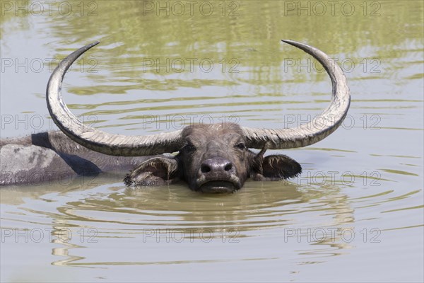 Water buffalo