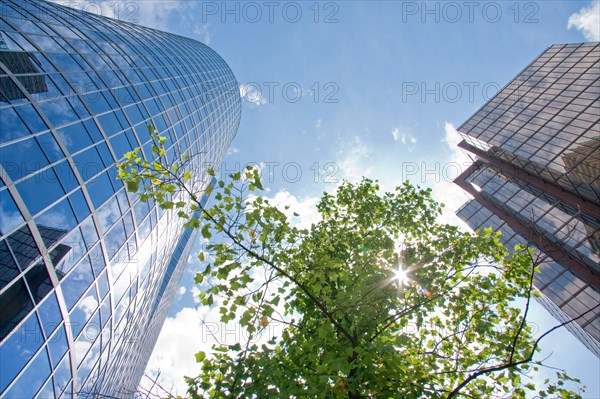 Skyscraper buildings and green tree in Vancouver