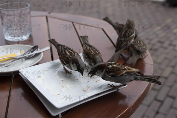 House sparrows