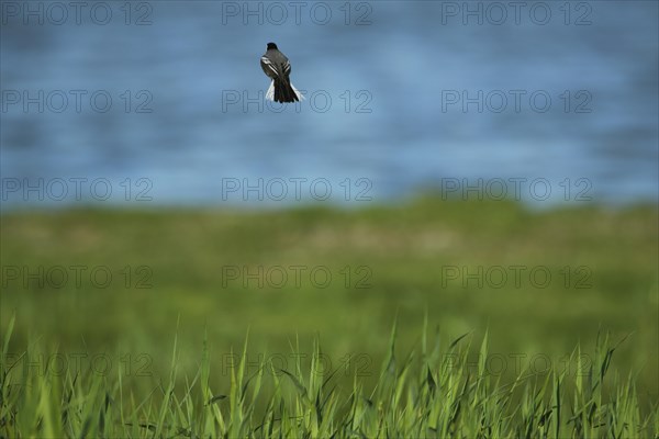 Pied Wagtail