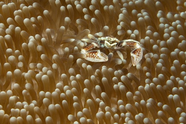 Spotted anemone crab