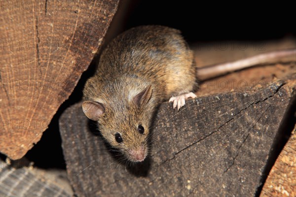 House Mouse