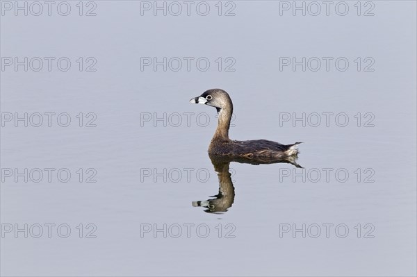 Pied-billed pied-billed grebe