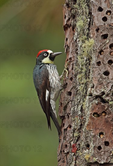 Acorn Woodpecker