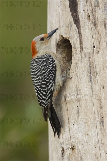 Red bellied woodpecker