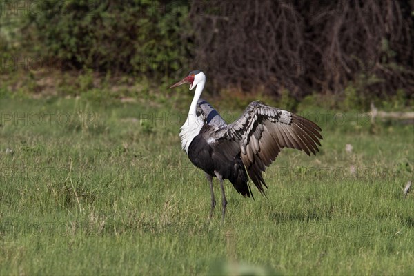 Wattled crane