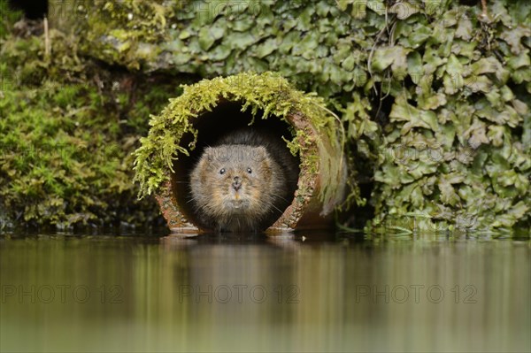 European water vole