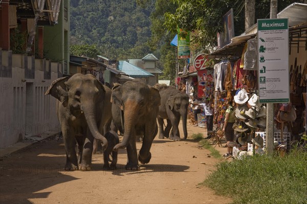 Asian Elephant