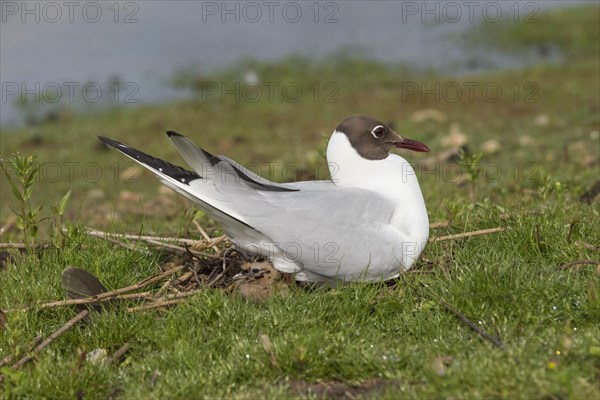 Black-headed gull