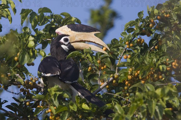 Malabar Hornbill