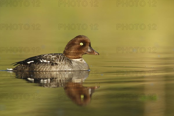 Common Goldeneye