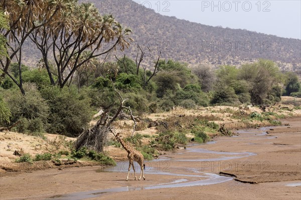 Adult reticulated giraffe