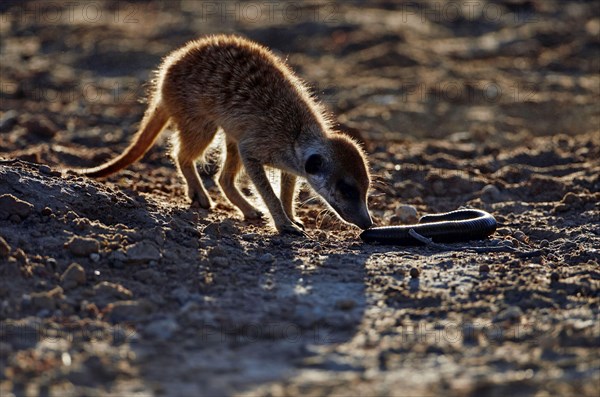 Meerkat