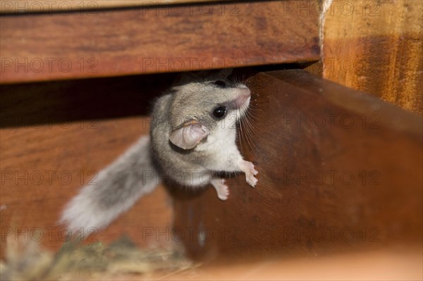 African woodland dormouse