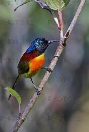 Green-tailed sunbird