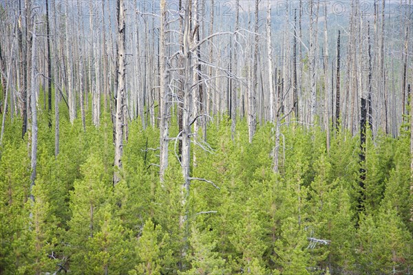 Regeneration of conifers among dead stems after a forest fire