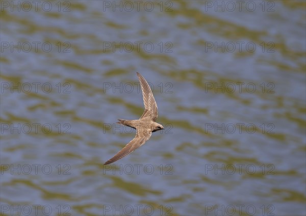 Alpine Swift