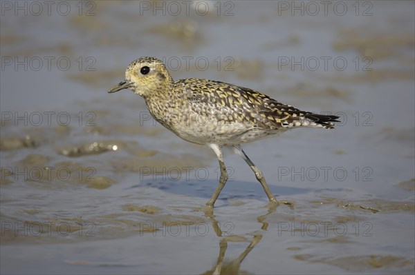 Pacific golden plover