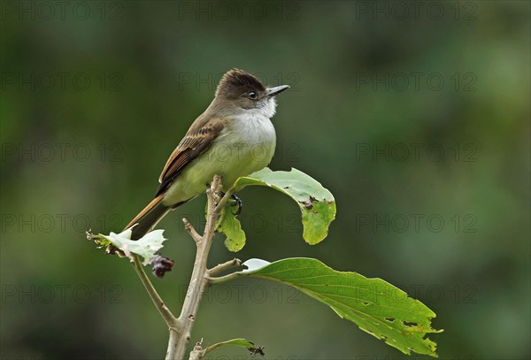 Dark-fronted Flycatcher