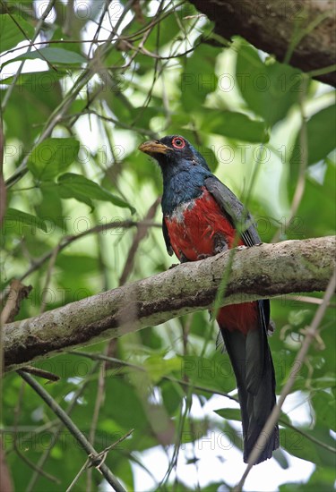 Black-tailed Trogon