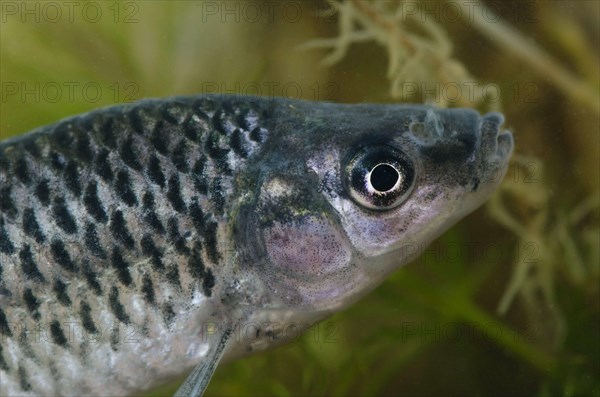 Topmouth Gudgeon